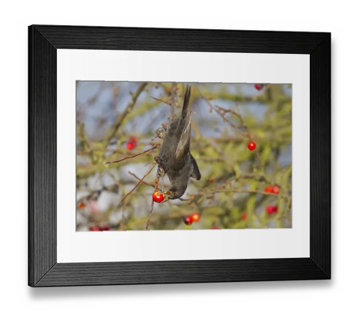Framed Print : European Blackbird (Turdus merula) adult male, feeding on crabapple fruit, Norfolk, England, january Framed Print : European Blackbird (Turdus merula) adult male, feeding on crabapple fruit, Norfolk, England, january