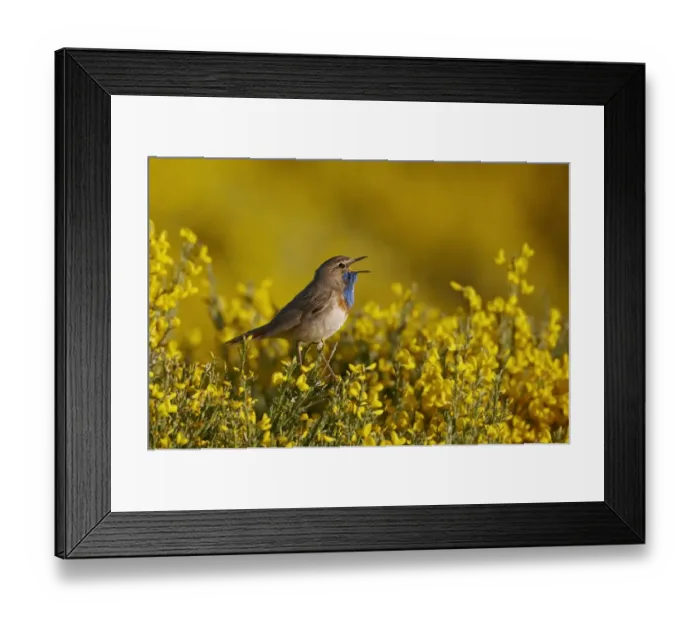 Framed Print : White-spotted Bluethroat (Luscinia svecica cyanecula) adult male, singing, perched in flowering broom bush, Gredos, Spain, june Framed Print : White-spotted Bluethroat (Luscinia svecica cyanecula) adult male, singing, perched in flowering broom bush, Gredos, Spain, june