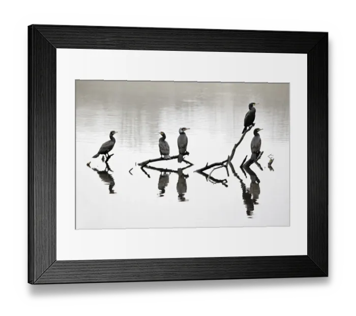 Framed Print : Great Cormorant (Phalacrocorax carbo) five adults, perched on branches in inland lake, Midlands, England, april