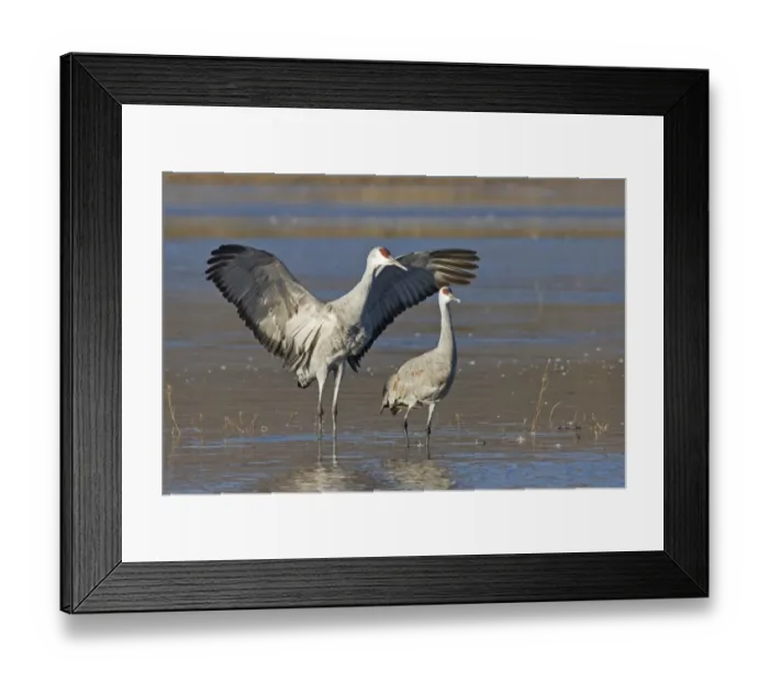 Framed Print : Sandhill Crane (Grus canadensis) adult pair, one with wings raised, standing in water, Bosque del Apache National Wildlife Refuge, New Mexico, U. S. A. november Framed Print : Sandhill Crane (Grus canadensis) adult pair, one with wings raised, standing in water, Bosque del Apache National Wildlife Refuge, New Mexico, U. S. A. november