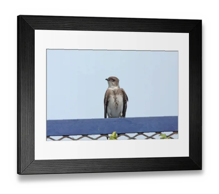 Framed Print : Brown-chested Martin (Phaeoprogne tapera) adult, perched, Vicente Lopez, Buenos Aires Province, Argentina, november