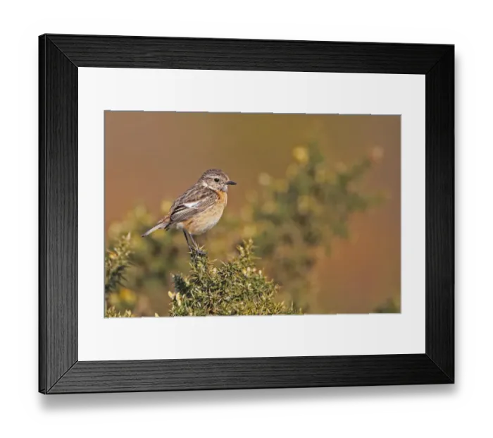 Framed Print : Common Stonechat (Saxicola torquata) adult female, perched on gorse, Dunwich Heath, Suffolk, England, april