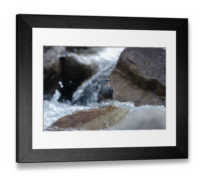 Framed Print : Rufous-throated Dipper (Cinclus schulzi) adult, standing on rock in fast-flowing stream, Meconila, Jujuy, Argentina, july Framed Print : Rufous-throated Dipper (Cinclus schulzi) adult, standing on rock in fast-flowing stream, Meconila, Jujuy, Argentina, july