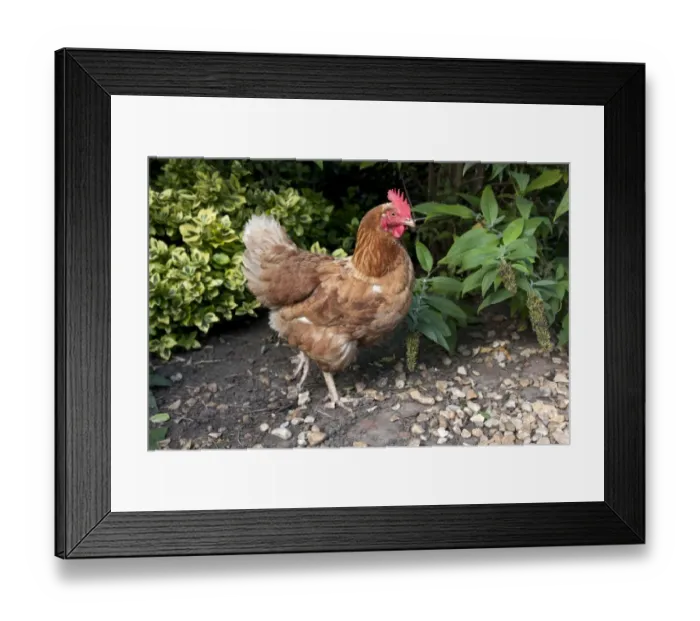 Framed Print : Domestic Chicken, Goldline hybrid hen, standing, free-range on smallholding, England, september Framed Print : Domestic Chicken, Goldline hybrid hen, standing, free-range on smallholding, England, september