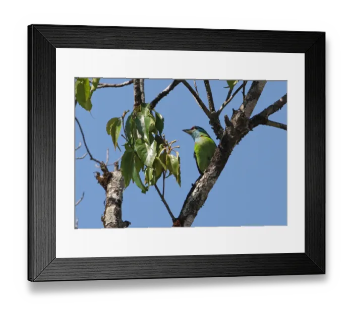 Framed Print : Blue-throated Barbet (Megalaima asiatica davisoni) adult male, perched on branch, Kaeng Krachan N. P. Thailand, february Framed Print : Blue-throated Barbet (Megalaima asiatica davisoni) adult male, perched on branch, Kaeng Krachan N. P. Thailand, february
