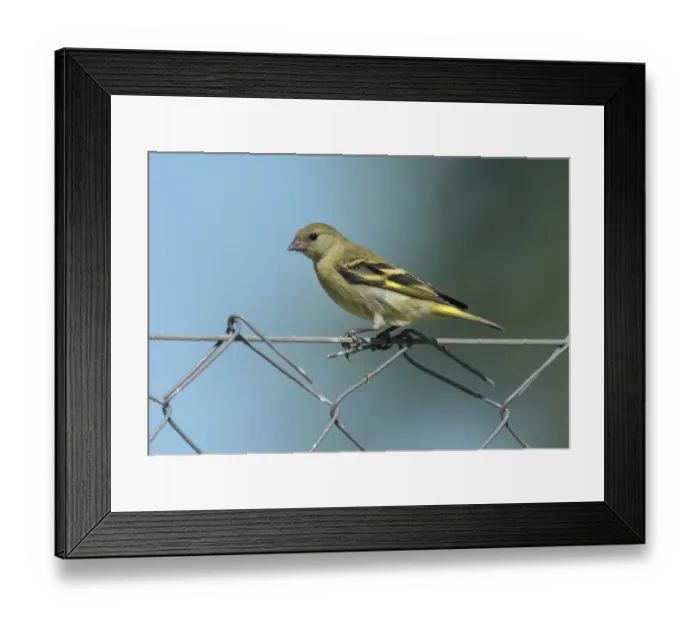 Framed Print : Hooded Siskin (Carduelis magellanica) adult female / juvenile, perched on chainlink fence, Costanera Sur, Buenos Aires Province, Argentina, february Framed Print : Hooded Siskin (Carduelis magellanica) adult female / juvenile, perched on chainlink fence, Costanera Sur, Buenos Aires Province, Argentina, february
