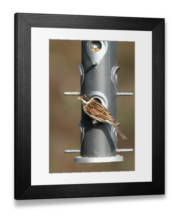 Framed Print : Reed Bunting (Emberiza schoeniclus) adult male, winter plumage, feeding from hanging birdfeeder in garden, Leicestershire, England, january Framed Print : Reed Bunting (Emberiza schoeniclus) adult male, winter plumage, feeding from hanging birdfeeder in garden, Leicestershire, England, january