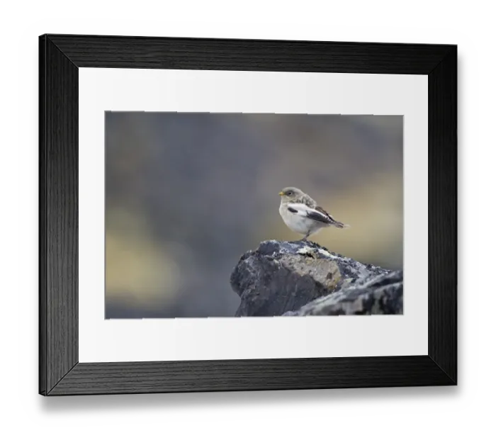 Framed Print : Snow Bunting (Plectrophenax nivalis) juvenile, perched on rock, Spitzbergen, Svalbard, july