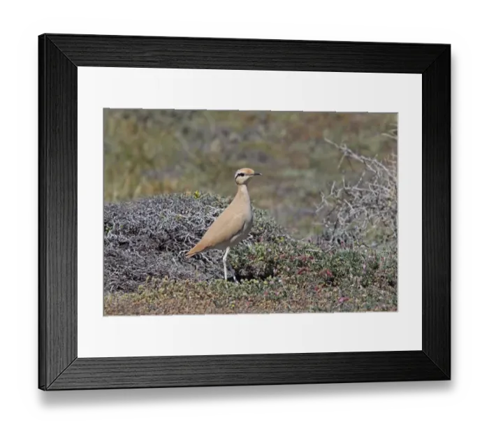 Framed Print : Cream-coloured Courser (Cursorius cursor) adult, standing in low scrub, Cyprus Framed Print : Cream-coloured Courser (Cursorius cursor) adult, standing in low scrub, Cyprus