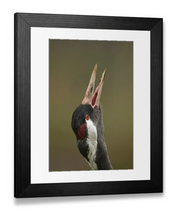 Framed Print : Common Crane (Grus grus) adult, calling, close-up of head, Norfolk, England, february Framed Print : Common Crane (Grus grus) adult, calling, close-up of head, Norfolk, England, february