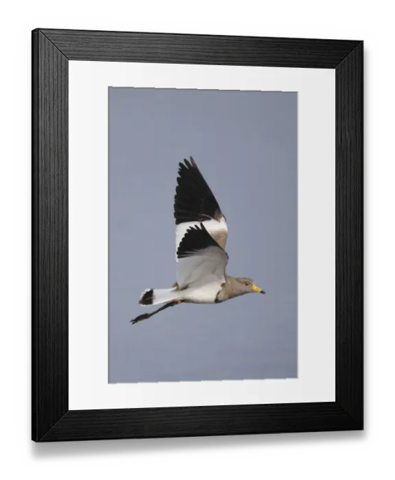 Framed Print : Grey-headed Lapwing (Vanellus cinereus) adult, in flight, Hong Kong, China, november Framed Print : Grey-headed Lapwing (Vanellus cinereus) adult, in flight, Hong Kong, China, november