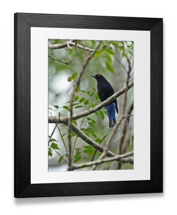 Framed Print : Asian Fairy-bluebird (Irena puella) adult male, perched in tree, Kaeng Krachan N. P. Thailand, november Framed Print : Asian Fairy-bluebird (Irena puella) adult male, perched in tree, Kaeng Krachan N. P. Thailand, november