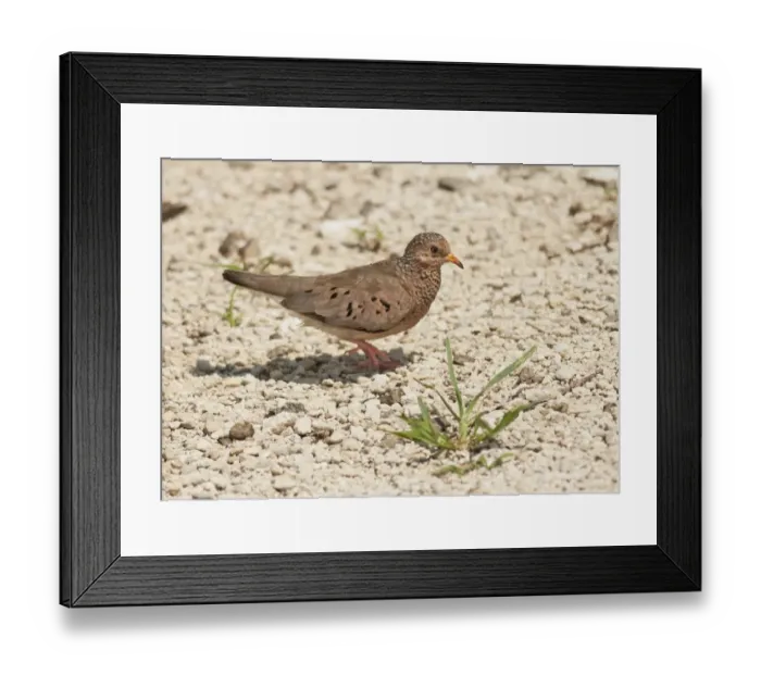 Framed Print : Common Ground-dove (Columbina passerina) adult, walking across stony ground, Curacao, Lesser Antilles, Caribbean Framed Print : Common Ground-dove (Columbina passerina) adult, walking across stony ground, Curacao, Lesser Antilles, Caribbean