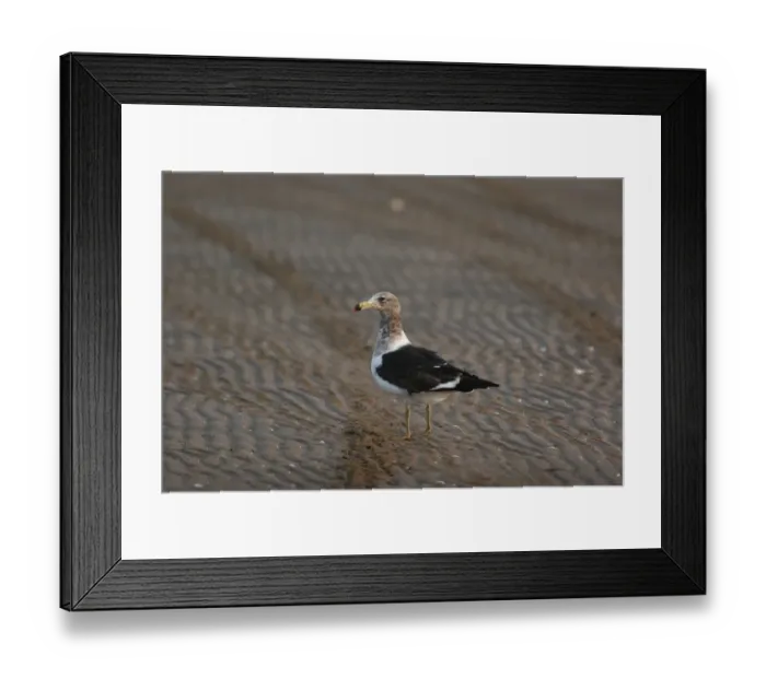 Framed Print : Olrog's Gull (Larus atlanticus) immature, second summer plumage, standing on beach, Punta Rasa, Buenos Aires, Argentina, august Framed Print : Olrog's Gull (Larus atlanticus) immature, second summer plumage, standing on beach, Punta Rasa, Buenos Aires, Argentina, august