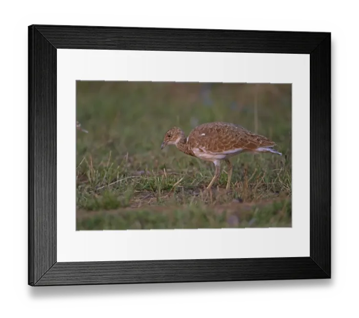 Framed Print : Little Bustard (Tetrax tetrax) adult male, non-breeding plumage, moulting, foraging, Northern Spain, september Framed Print : Little Bustard (Tetrax tetrax) adult male, non-breeding plumage, moulting, foraging, Northern Spain, september