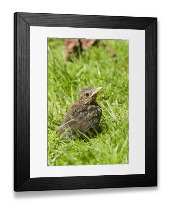 Framed Print : European Blackbird (Turdus merula) chick, fledgling on garden lawn, England, may Framed Print : European Blackbird (Turdus merula) chick, fledgling on garden lawn, England, may