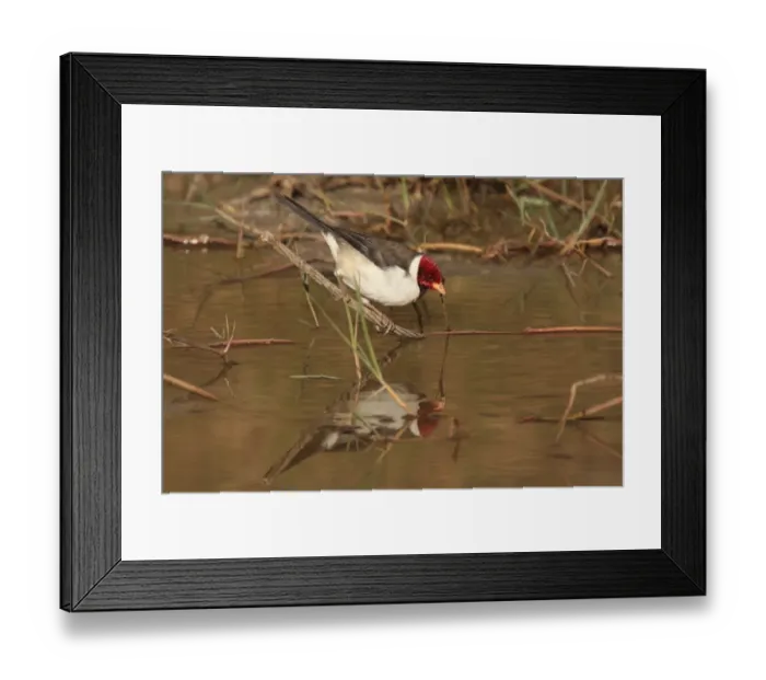 Framed Print : Yellow-billed Cardinal (Paroaria capitata) adult, drinking, Ceibas, Entre Rios, Argentina, june Framed Print : Yellow-billed Cardinal (Paroaria capitata) adult, drinking, Ceibas, Entre Rios, Argentina, june