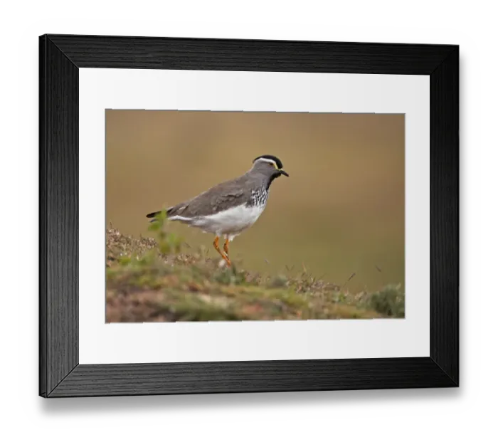 Framed Print : Spot-breasted Lapwing (Vanellus melanocephalus) adult, walking on afro-alpine moorland, Bale Mountains, Oromia, Ethiopia Framed Print : Spot-breasted Lapwing (Vanellus melanocephalus) adult, walking on afro-alpine moorland, Bale Mountains, Oromia, Ethiopia