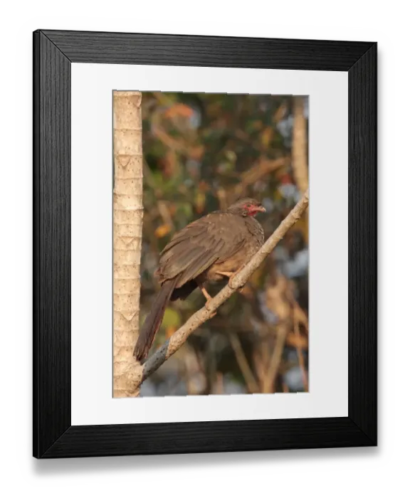 Framed Print : Chaco Chachalaca (Ortalis canicollis pantalensis) adult, perched on branch, Pouso Alegre, Mato Grosso, Brazil, september Framed Print : Chaco Chachalaca (Ortalis canicollis pantalensis) adult, perched on branch, Pouso Alegre, Mato Grosso, Brazil, september