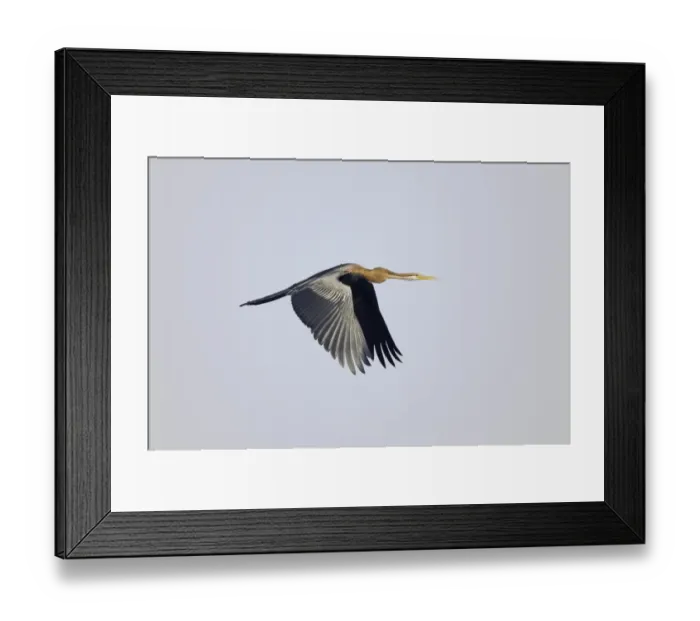 Framed Print : Oriental Darter (Anhinga melanogaster) adult, in flight, Keoladeo Ghana N. P. (Bharatpur), Rajasthan, India Framed Print : Oriental Darter (Anhinga melanogaster) adult, in flight, Keoladeo Ghana N. P. (Bharatpur), Rajasthan, India