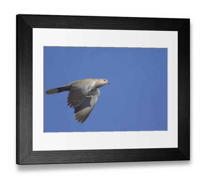 Framed Print : Eurasian Collared Dove (Streptopelia decaocto) adult, in flight, Suffolk, England Framed Print : Eurasian Collared Dove (Streptopelia decaocto) adult, in flight, Suffolk, England