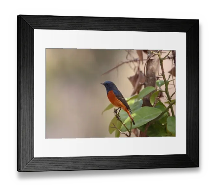 Framed Print : Blue-fronted Redstart (Phoenicurus frontalis) adult male, perched on twig, Sattal, Uttarakhand, India, february Framed Print : Blue-fronted Redstart (Phoenicurus frontalis) adult male, perched on twig, Sattal, Uttarakhand, India, february