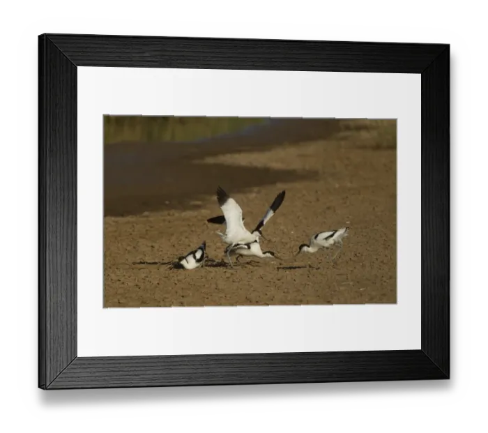 Framed Print : Eurasian Avocet (Recurvirostra avocetta) two adult pairs, fighting, Gibralter Point N. N. R. Lincolnshire, England, june Framed Print : Eurasian Avocet (Recurvirostra avocetta) two adult pairs, fighting, Gibralter Point N. N. R. Lincolnshire, England, june