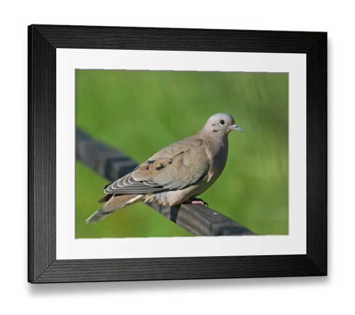 Framed Print : Eared Dove (Zenaida auriculata) adult, perched on wooden railing, Vicente Lopez, Buenos Aires Province, Argentina, july Framed Print : Eared Dove (Zenaida auriculata) adult, perched on wooden railing, Vicente Lopez, Buenos Aires Province, Argentina, july