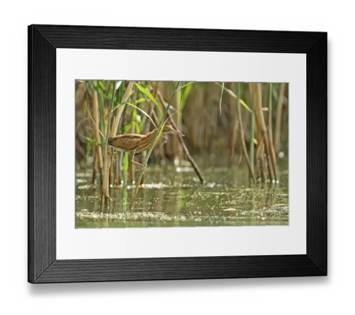 Framed Print : Little Bittern (Ixobrychus minutus) immature, climbing on reed stems over water, Bulgaria, september Framed Print : Little Bittern (Ixobrychus minutus) immature, climbing on reed stems over water, Bulgaria, september
