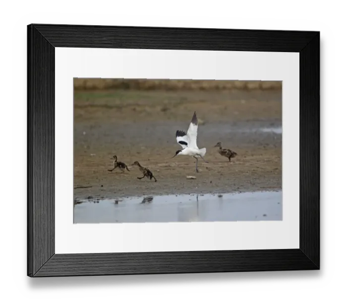 Framed Print : Eurasian Avocet (Recurvirostra avocetta) adult, in flight, chasing Mallard Duck (Anas platyrhynchos) ducklings, Minsmere RSPB Reserve, Suffolk, England, june