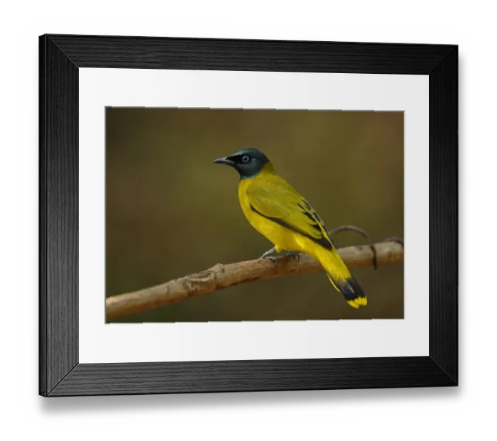 Framed Print : Black-headed Bulbul (Pycnonotus atriceps) adult, perched on branch, Kaeng Krachan N. P. Thailand, january Framed Print : Black-headed Bulbul (Pycnonotus atriceps) adult, perched on branch, Kaeng Krachan N. P. Thailand, january