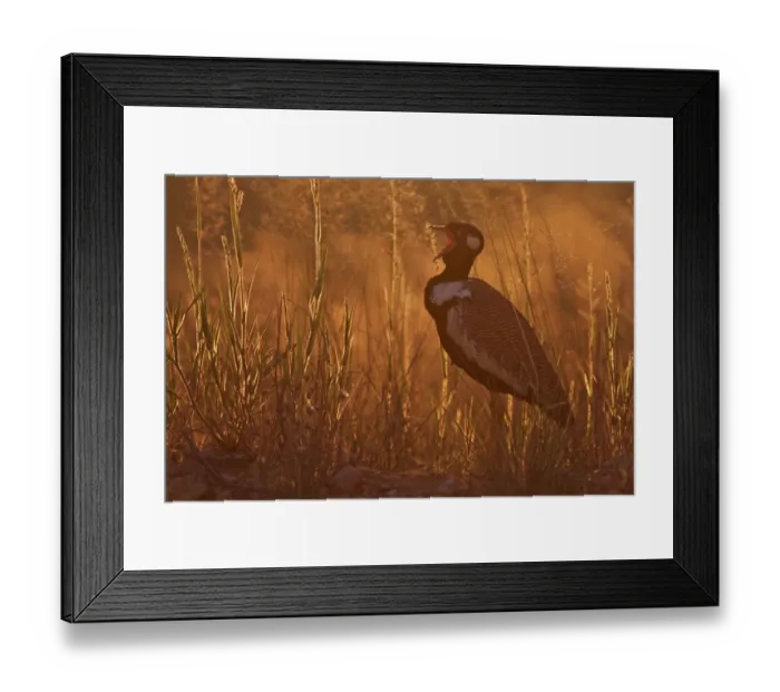 Framed Print : Northern Black Bustard (Eupodotis afroides) adult male, calling, standing in evening sunlight, Kgalagadi Transfrontier Park, South Africa