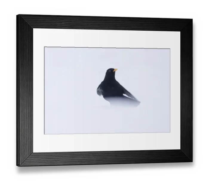 Framed Print : European Blackbird (Turdus merula) adult male, standing in heavy snow, Yorkshire, England, january Framed Print : European Blackbird (Turdus merula) adult male, standing in heavy snow, Yorkshire, England, january