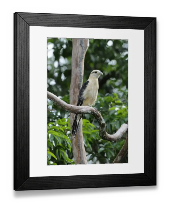 Framed Print : Yellow-headed Caracara (Milvago chimachima) adult, perched on branch, Rupununi, Guyana