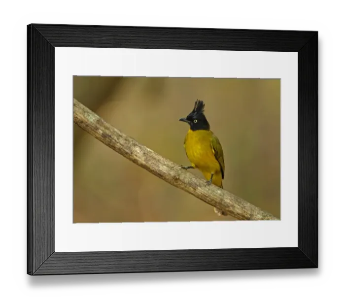 Framed Print : Black-crested Bulbul (Pycnonotus melanicterus xanthops) adult, perched on branch, Kaeng Krachan N. P. Thailand, february Framed Print : Black-crested Bulbul (Pycnonotus melanicterus xanthops) adult, perched on branch, Kaeng Krachan N. P. Thailand, february