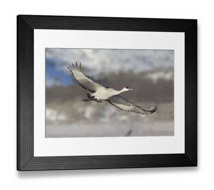 Framed Print : Sandhill Crane (Grus canadensis) adult, in flight, Bosque del Apache National Wildlife Refuge, New Mexico, U. S. A. december Framed Print : Sandhill Crane (Grus canadensis) adult, in flight, Bosque del Apache National Wildlife Refuge, New Mexico, U. S. A. december