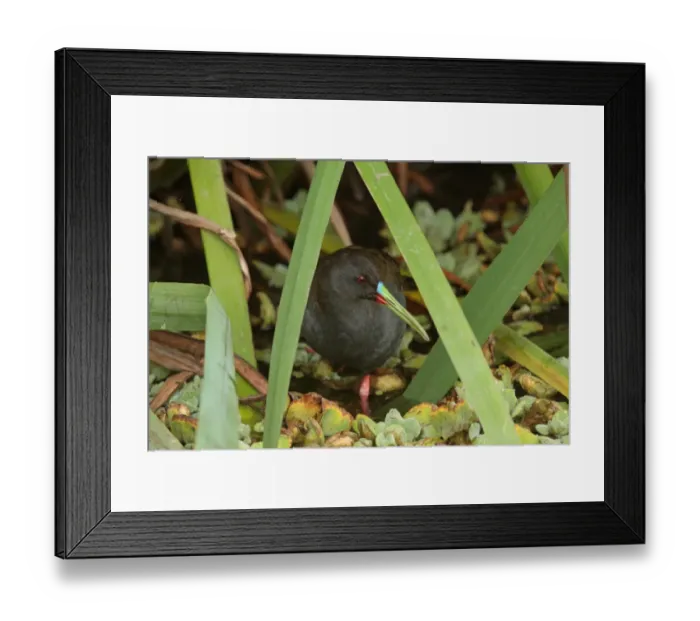 Framed Print : Plumbeous Rail (Pardirallus sanguinolentus) adult, standing in water amongst vegetation, Vicente Lopez, Buenos Aires Province, Argentina, october Framed Print : Plumbeous Rail (Pardirallus sanguinolentus) adult, standing in water amongst vegetation, Vicente Lopez, Buenos Aires Province, Argentina, october