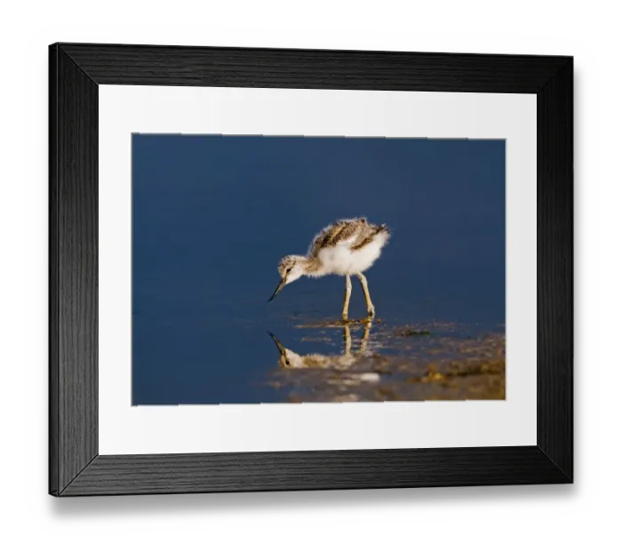Framed Print : Eurasian Avocet (Recurvirostra avocetta) chick, wading in shallow water, Norfolk, England, may Framed Print : Eurasian Avocet (Recurvirostra avocetta) chick, wading in shallow water, Norfolk, England, may