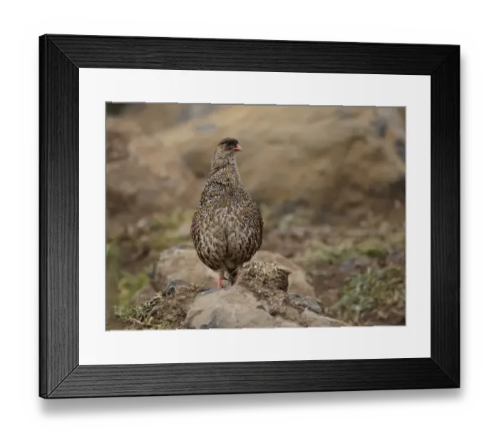Framed Print : Chestnut-naped Francolin (Francolinus castaneicollis) adult, standing on stony ground, Bale Mountains, Oromia, Ethiopia Framed Print : Chestnut-naped Francolin (Francolinus castaneicollis) adult, standing on stony ground, Bale Mountains, Oromia, Ethiopia