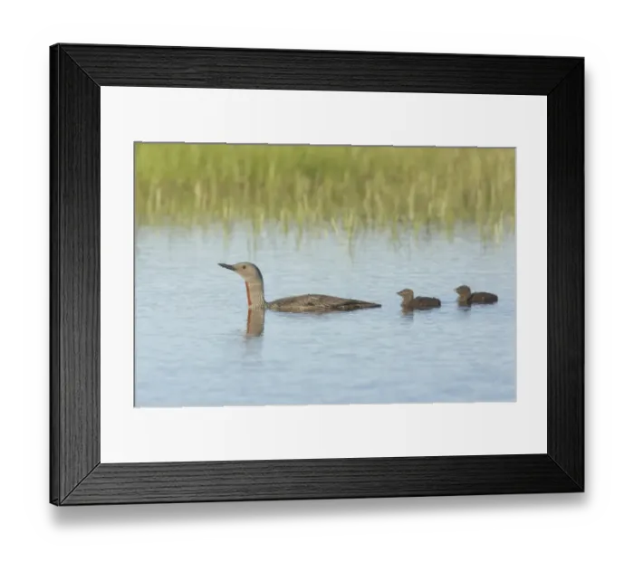 Framed Print : Red-throated Diver (Gavia stellata) adult, summer plumage, with two chicks, swimming, Finland Framed Print : Red-throated Diver (Gavia stellata) adult, summer plumage, with two chicks, swimming, Finland
