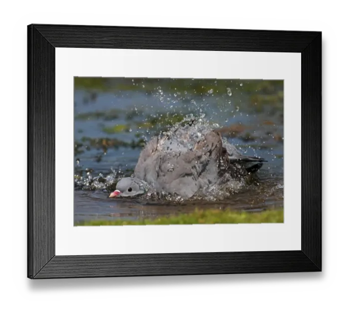 Framed Print : Stock Dove (Columba oenas) adult, bathing in pond, splashing water, Norfolk, England, july Framed Print : Stock Dove (Columba oenas) adult, bathing in pond, splashing water, Norfolk, England, july