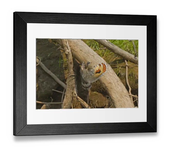 Framed Print : Sunbittern (Eurypyga helias) adult, in flight, landing on log at edge of river, Tambopata National Reserve, Peruvian Amazon Basin, Peru Framed Print : Sunbittern (Eurypyga helias) adult, in flight, landing on log at edge of river, Tambopata National Reserve, Peruvian Amazon Basin, Peru