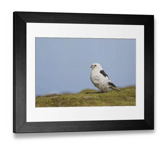 Framed Print : Snow Bunting (Plectrophenax nivalis) adult male, summer plumage, standing, Spitzbergen, Svalbard, july Framed Print : Snow Bunting (Plectrophenax nivalis) adult male, summer plumage, standing, Spitzbergen, Svalbard, july