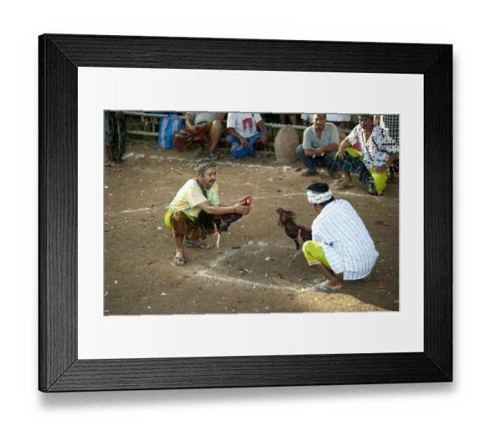 Framed Print : Domestic Chicken, Gamecock, fighting cocks held by owners prior to fight at Siat Sampian (coconut leaf war) festival, Pura (temple) Samuan Tiga, Ubud, Bali, Lesser Sunda Islands, Indonesia Framed Print : Domestic Chicken, Gamecock, fighting cocks held by owners prior to fight at Siat Sampian (coconut leaf war) festival, Pura (temple) Samuan Tiga, Ubud, Bali, Lesser Sunda Islands, Indonesia
