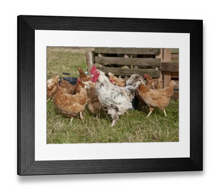 Framed Print : Domestic Chicken, Free-range cockerel and hens, flock standing on grass, Bouldon, Shropshire, England, september
