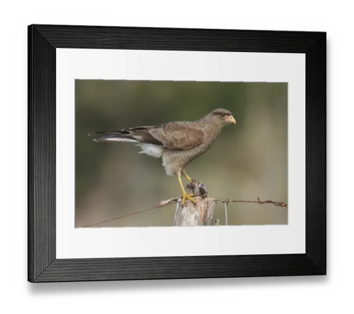 Framed Print : Chimango Caracara (Milvago chimango) immature, first winter plumage, feeding on frog, perched on fencepost, Rincon de Cobo, Buenos Aires, Argentina, august Framed Print : Chimango Caracara (Milvago chimango) immature, first winter plumage, feeding on frog, perched on fencepost, Rincon de Cobo, Buenos Aires, Argentina, august