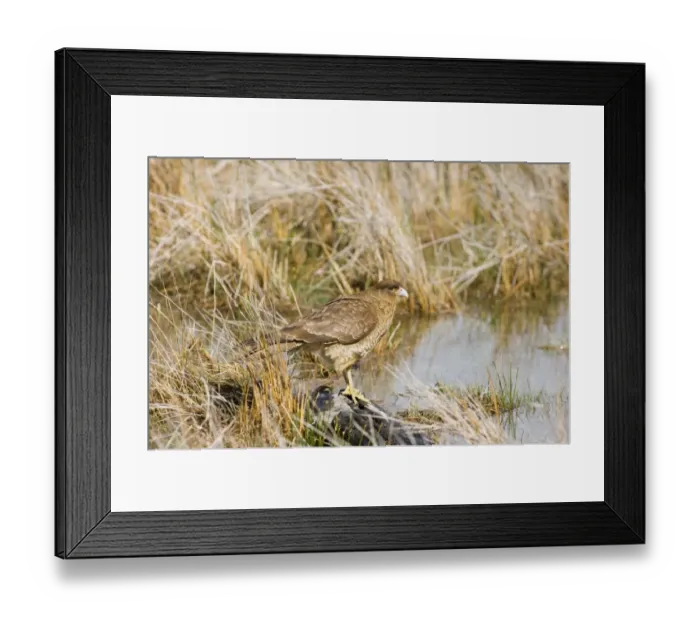 Framed Print : Chimango Caracara (Milvago chimango) adult, standing at edge of water, Tierra del Fuego, Argentina, november Framed Print : Chimango Caracara (Milvago chimango) adult, standing at edge of water, Tierra del Fuego, Argentina, november