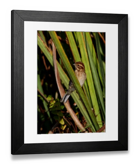 Framed Print : Reed Bunting (Emberiza schoeniclus) adult female, perched on Yellow Iris (Iris pseudacorus) leaf, Norfolk, England, october Framed Print : Reed Bunting (Emberiza schoeniclus) adult female, perched on Yellow Iris (Iris pseudacorus) leaf, Norfolk, England, october