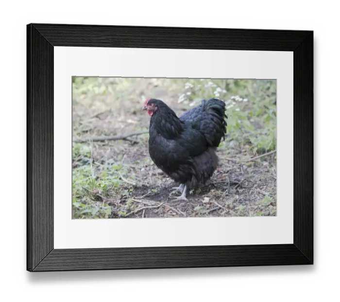 Framed Print : Domestic Chicken, Black Orpington, freerange hen, standing, Essex, England, august Framed Print : Domestic Chicken, Black Orpington, freerange hen, standing, Essex, England, august