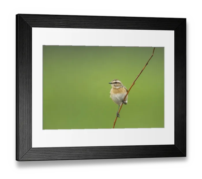 Framed Print : Whinchat (Saxicola rubetra) adult female, perched on twig, Finland Framed Print : Whinchat (Saxicola rubetra) adult female, perched on twig, Finland
